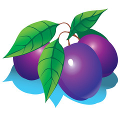 Plums with green leaves. Vector illustration.