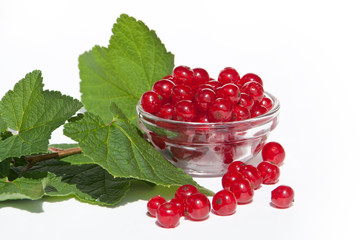 Johannisbeeren in Schalte mit Blättern - Linksbündig