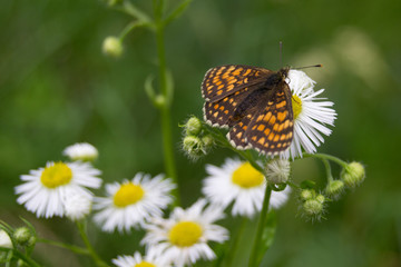 Schmetterling auf einer Wildblume