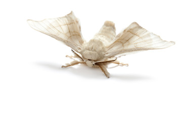 butterfly white of silkworm silk worm isolated