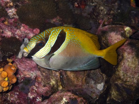 Double Barred Rabitfish - Siganus virgatus