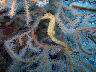 Seahorse - Hippocampus sp.