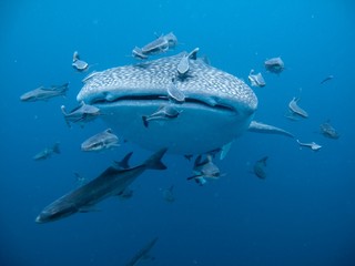 Fototapeta premium Whale Shark - Rhincodon typus