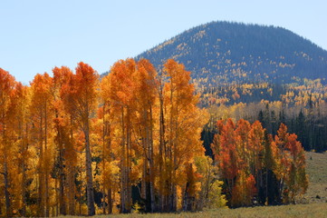 Autumn near Cedar Breaks