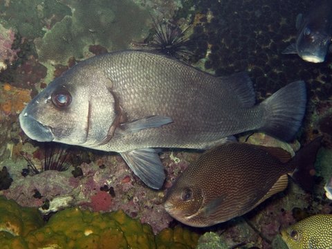 Brown Sweetlips - Plectorhinus gibbosus