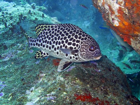 Dotted Sweetlips - plectorhinchus picus