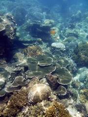 Coral Graden