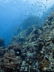 Coral Graden