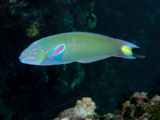 Moon Wrasse - Thalassoma lunare