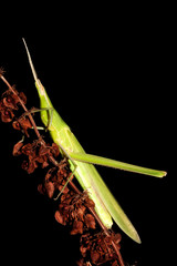 Mediterranean Slant-faced Grasshopper / Acrida ungarica