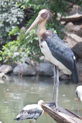 painted stork or Mycteria leucocephala
