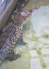 Crocodile in the water