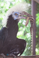 White Crowned hornbill with victim close up
