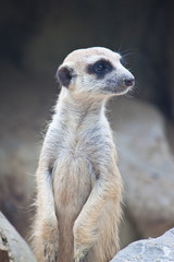 Meerkat