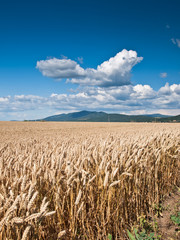 wheat land background