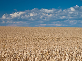 wheat land background