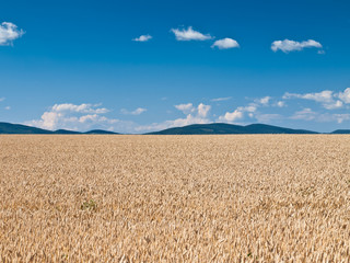 wheat land background