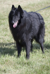 Magnifique Groenendael tenu en laisse.