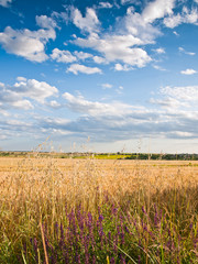 wheat land background