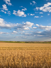 wheat land background