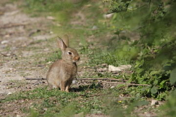 Lapin de garenne (Oryctolagus cuniculus)