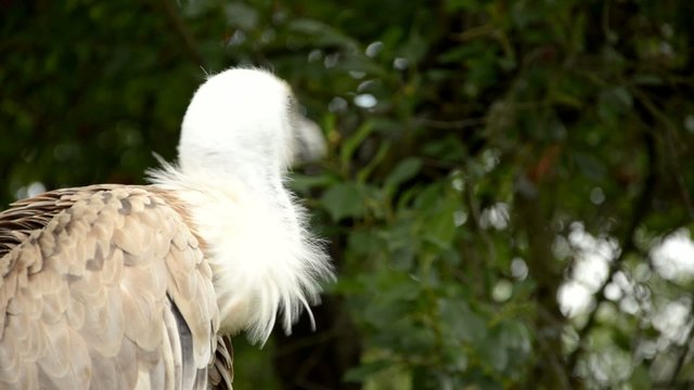 vautour fauve