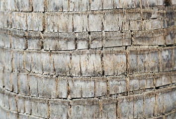 palm tree trunk