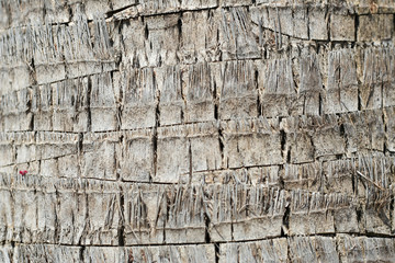 palm tree trunk