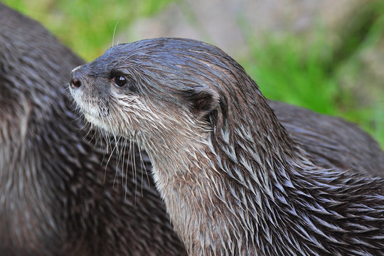 「Zwergotter」の画像 - 171 件の Stock 写真、ベクターおよびビデオ | Adobe Stock