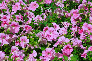 The summer garden bed with pink flowers