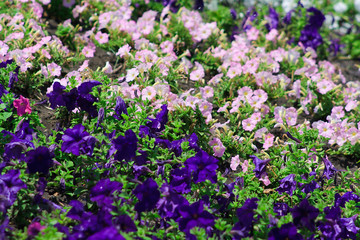 Obraz na płótnie Canvas The summer garden bed with violet and pink flowers