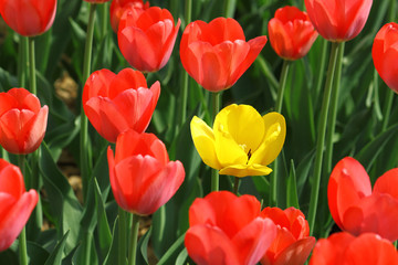 beautiful tulips