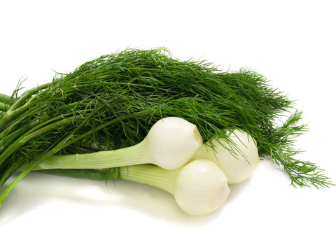 young onion with dill