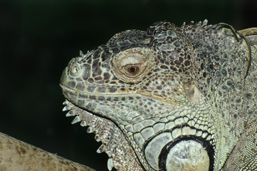 Close up portrait of iguana lizard with dark background