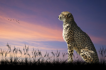 African safari concept image of cheetah looking out over savannn - obrazy, fototapety, plakaty
