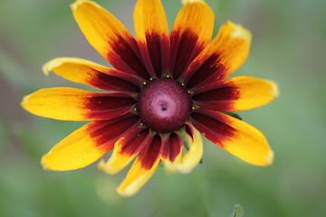 ルドベキアの花