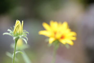 ルドベキアの花
