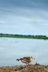 bird