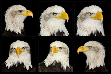 American bald eagle collection of portraits in six different pos