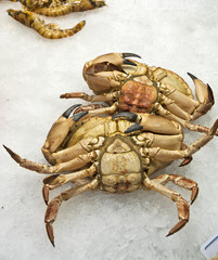 Crabs on ice