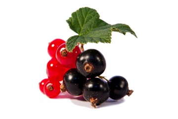 Johannisbeeren