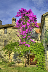 Old stonehouse and blooming tree.