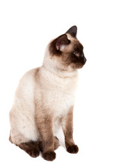 cat sitting on white background
