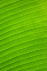 Banana leaf