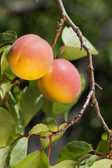 Abricots