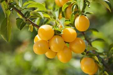 Mirabelles