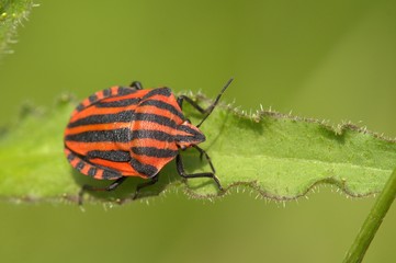Fototapeta premium Streifenwanze