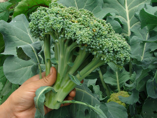 fresh broccoli in farmer hand