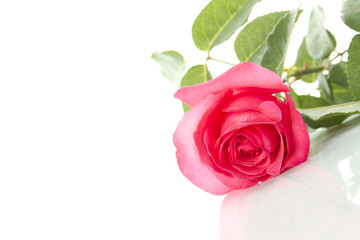 Single Red Rose