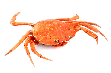 Petit crabe